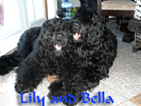 Barentsnight Lily and Bella