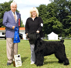 Barents Night Kennel. Black Russian Terrier :: - Breed 