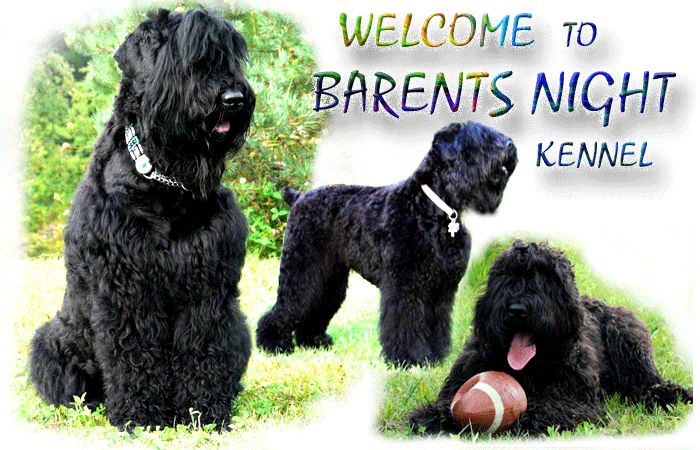 Black Russian Terrier Kennel Ontario "BarentsNight Kennel"