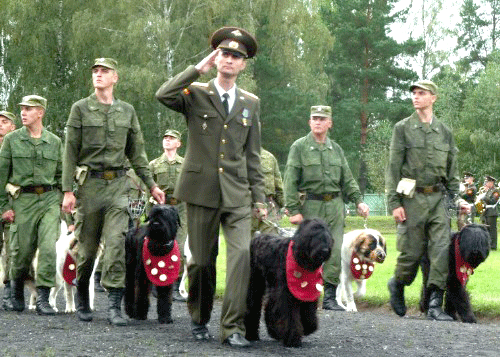 black russian terrier aggression