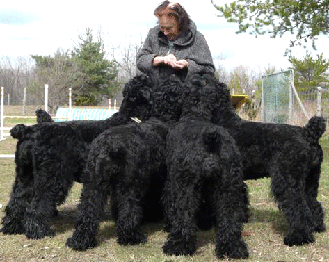 Black Russian Terrier Kennel | Ontario 