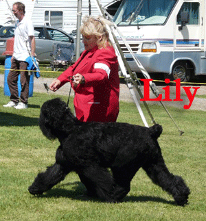 Lily